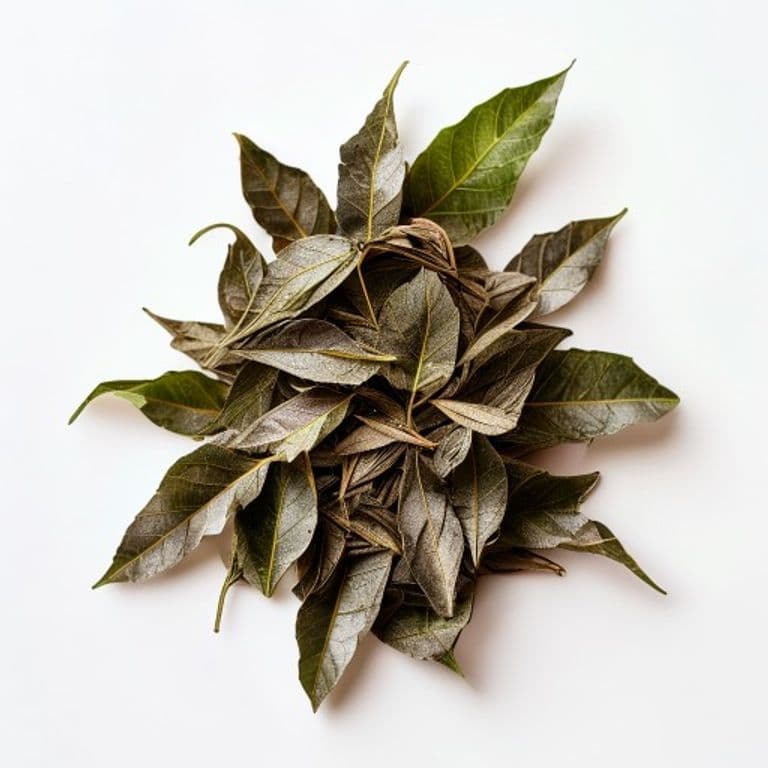 تیز پات